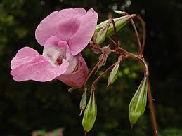 hymalayan balsam flower